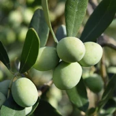 Tüplü Çekiçte Zeytin Fidanı, Kırmalık ve Çizmelik thumbnail 1