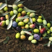 Kırmalık ve Yağlık Ayvalık Edremit Zeytin Fidanı - 1