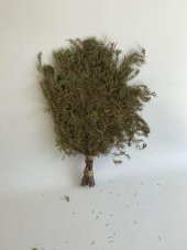 Köknar Banyo ve Sauna Süpürgesi - Organik Köknar Süpürge - 2