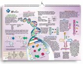 AYT Biyoloji Poster Notlar KR Akademi thumbnail 2