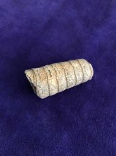 Kafadanbacaklı Baculites Fosil 45 Gram - 2