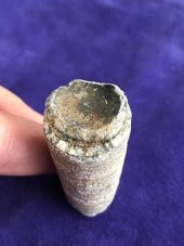 Kafadanbacaklı Baculites Fosil 45 Gram - 4