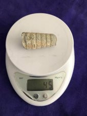 Kafadanbacaklı Baculites Fosil 45 Gram - 6