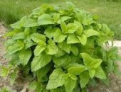 1001 ŞİFALI OĞULOTU (LİMON OTU)MELİSSA thumbnail 1