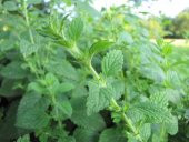 1001 ŞİFALI OĞULOTU (LİMON OTU)MELİSSA thumbnail 2