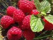 Ahududu Rasberry tohumu 10+ tohum - 1