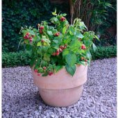 Ahududu Rasberry tohumu 10+ tohum - 2