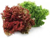 AKDENİZ SALATALIK TOHUMU thumbnail 2