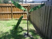 ALTIN PARMAK MUZ TOHUMU(Goldfinger banana) thumbnail 2