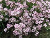 BAHAR YILDIZI (Gysophila elegans) thumbnail 2