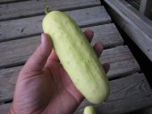 BEYAZ TAYLAND SALATALIĞI TOHUMU - 2