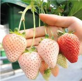BEYAZ ÇİLEK TOHUMU White Soul Fragaria - 1