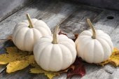 Beyaz Bal Kabağı Tohumu Kabak Casper Pumpkin - 1