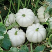 Beyaz Bal Kabağı Tohumu Kabak Casper Pumpkin - 2
