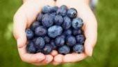 BLUEBERRY YABAN MERSİNİ TOHUMU 25+ TOHUM - 1