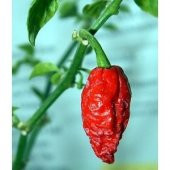 BHUT JOLOKİA BİBERİ - 1