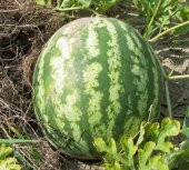 CRİMSON KARPUZ TOHUMU 10+ TOHUM - 2