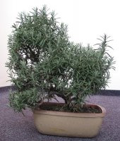 BİBERİYE BONSAİ AĞACI 10 TOHUM thumbnail 2