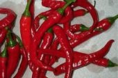 CAYENNE BİBERİ TOHUMU* (ÇOK ACI) - 2