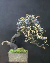 BLUEBERRY BONSAİ AĞACI 10+TOHUM SAKSI TOPRAK SETİ thumbnail 1