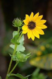 CÜCE AYÇİÇEK 50 TOHUM thumbnail 2