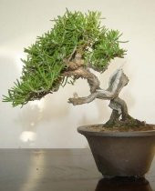 BİBERİYE BONSAİ AĞACI 10 TOHUM(SAKSI TOPRAK SETİ) thumbnail 2