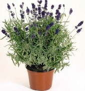 CÜCE LAVANTA ÇİÇEĞİ TOHUMU - 1