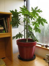 CÜCE PAPAYA TOHUMU 5 TOHUM+SAKSI+TOPRAK - 1