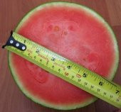 ÇEKİRDEKSİZ TAYLAND KARPUZU TOHUMU thumbnail 1