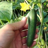 Çengelköy Badem Salatalık Tohumu - 1