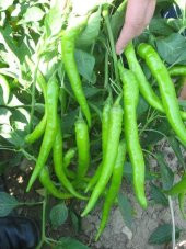 ÇETİNEL TİPİ SİVRİ BİBER TOHUMU thumbnail 1