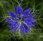 ÇÖREKOTU ÇİÇEĞİ (nigelle damas variee) thumbnail 2