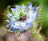 ÇÖREKOTU ÇİÇEĞİ SAKSI TOPRAK SETİ thumbnail 1