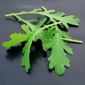 Dantel Yapraklı  Hardal Otu Tohumu thumbnail 2