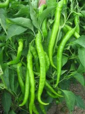 DEMRE SİVRİ BİBERİ TOHUMU thumbnail 1