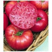 İri Belçika Pembe Domatesi Tohumu - 1