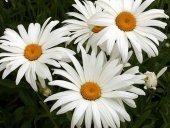 DEV ALASKA PAPATYA tohumu thumbnail 1