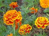 KADİFE ÇİÇEĞİ 25+ TOHUM thumbnail 1