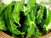 KANATLI FASULYE TOHUMU thumbnail 1