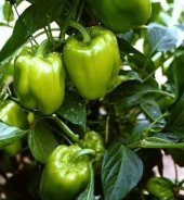 DOLMALIK BİBER TOHUMU thumbnail 1