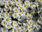 DEV ALASKA PAPATYA tohumu thumbnail 2