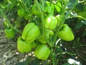 DOLMALIK BİBER TOHUMU thumbnail 2