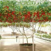 Dev Domates Ağacı Tohumu thumbnail 1