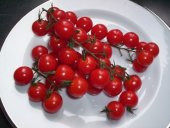 İTALYAN CHERRY DOMATES TOHUMU - 1