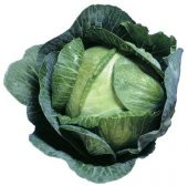 KARADENİZ KARA LAHANA TOHUMU thumbnail 2