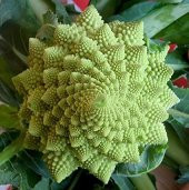 İTALYAN ROMANESCO PİRAMİT BROKOLİ TOHUMU - 2