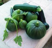 DOLMALIK KABAK TOHUMU thumbnail 1