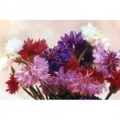 KARIŞIK RENKLİ KANTARON ÇİÇEĞİ thumbnail 2