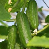 ERKENCİ BADEM SALATALIK TOHUMU - 2