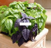 KARIŞIK REYHAN TOHUMU thumbnail 2